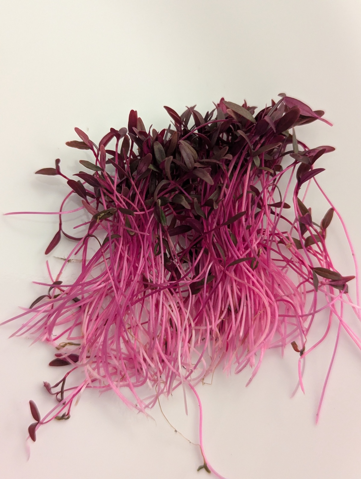 Amaranth microgreens