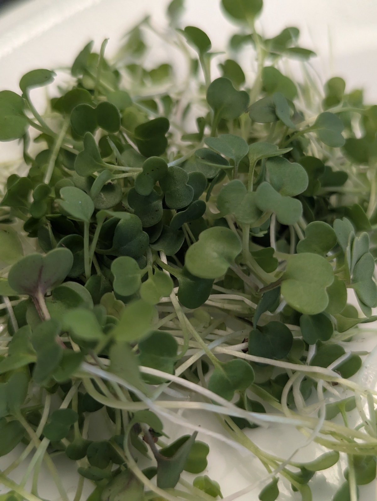 Arugula microgreens