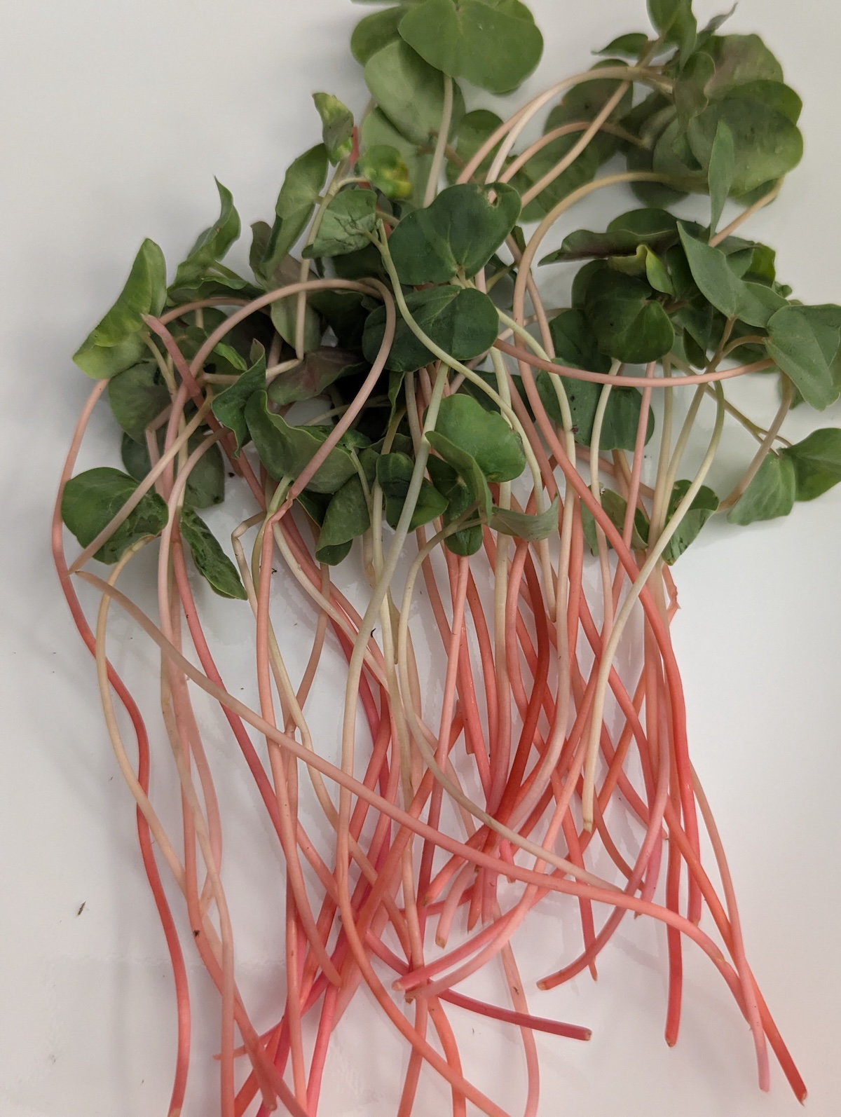 Buckwheat microgreens