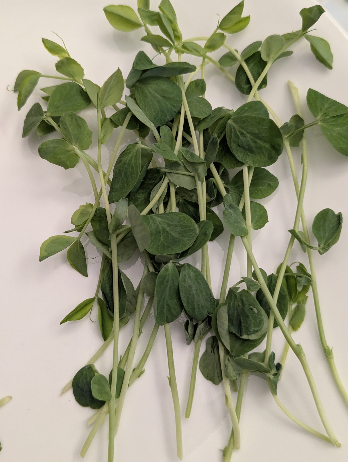 Pea Shoots microgreens
