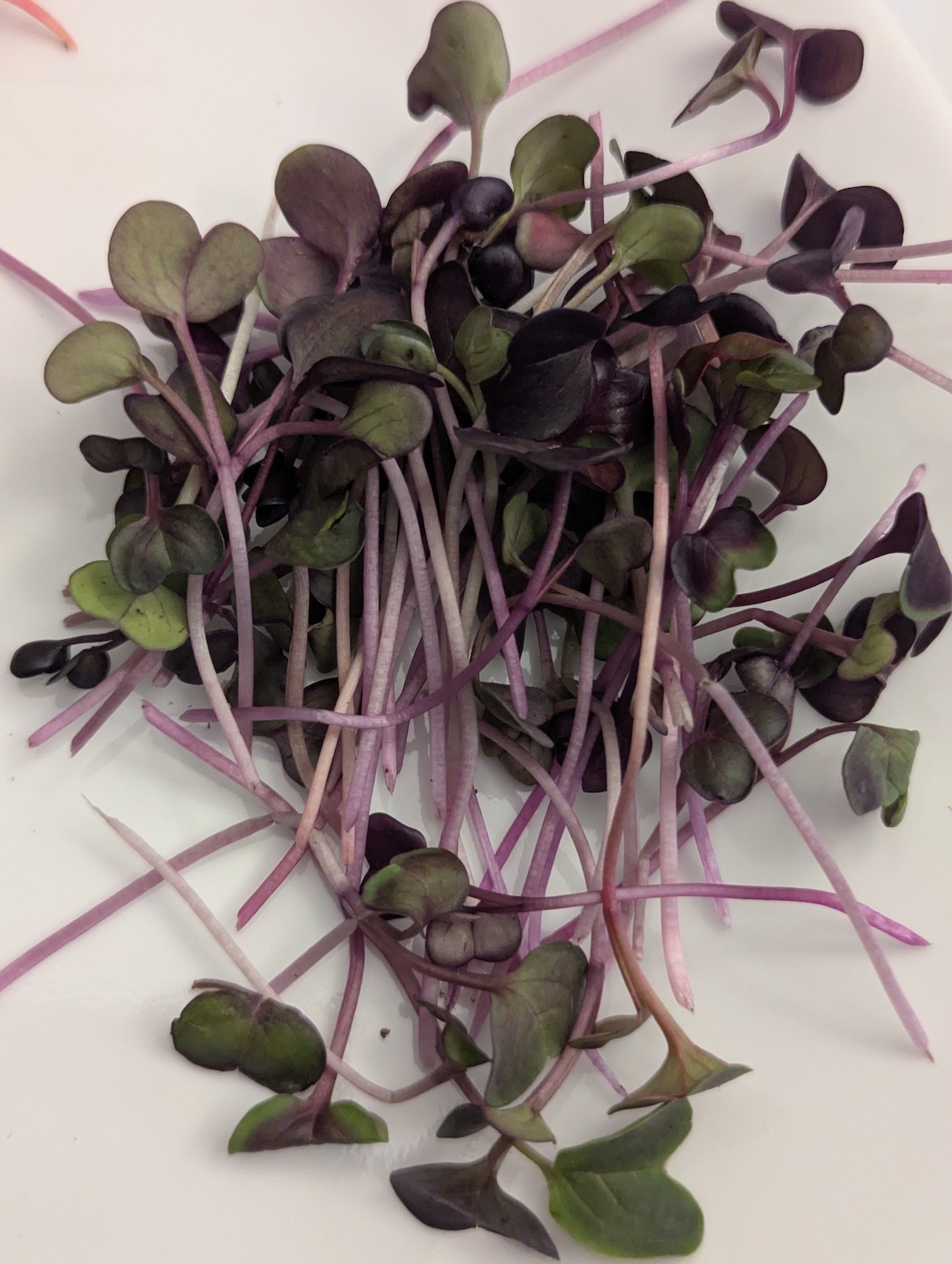 Radish microgreens