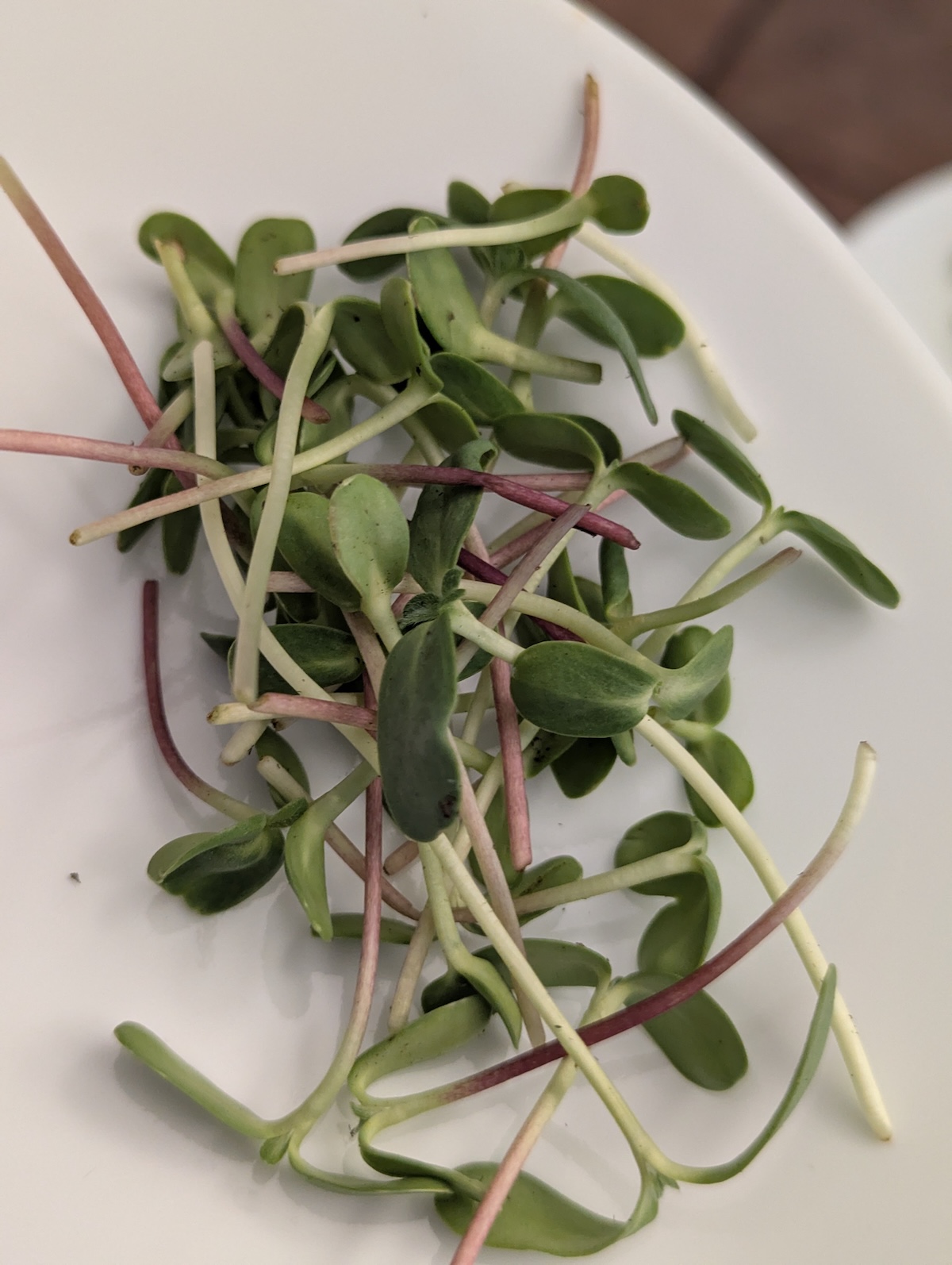 Sunflower microgreens