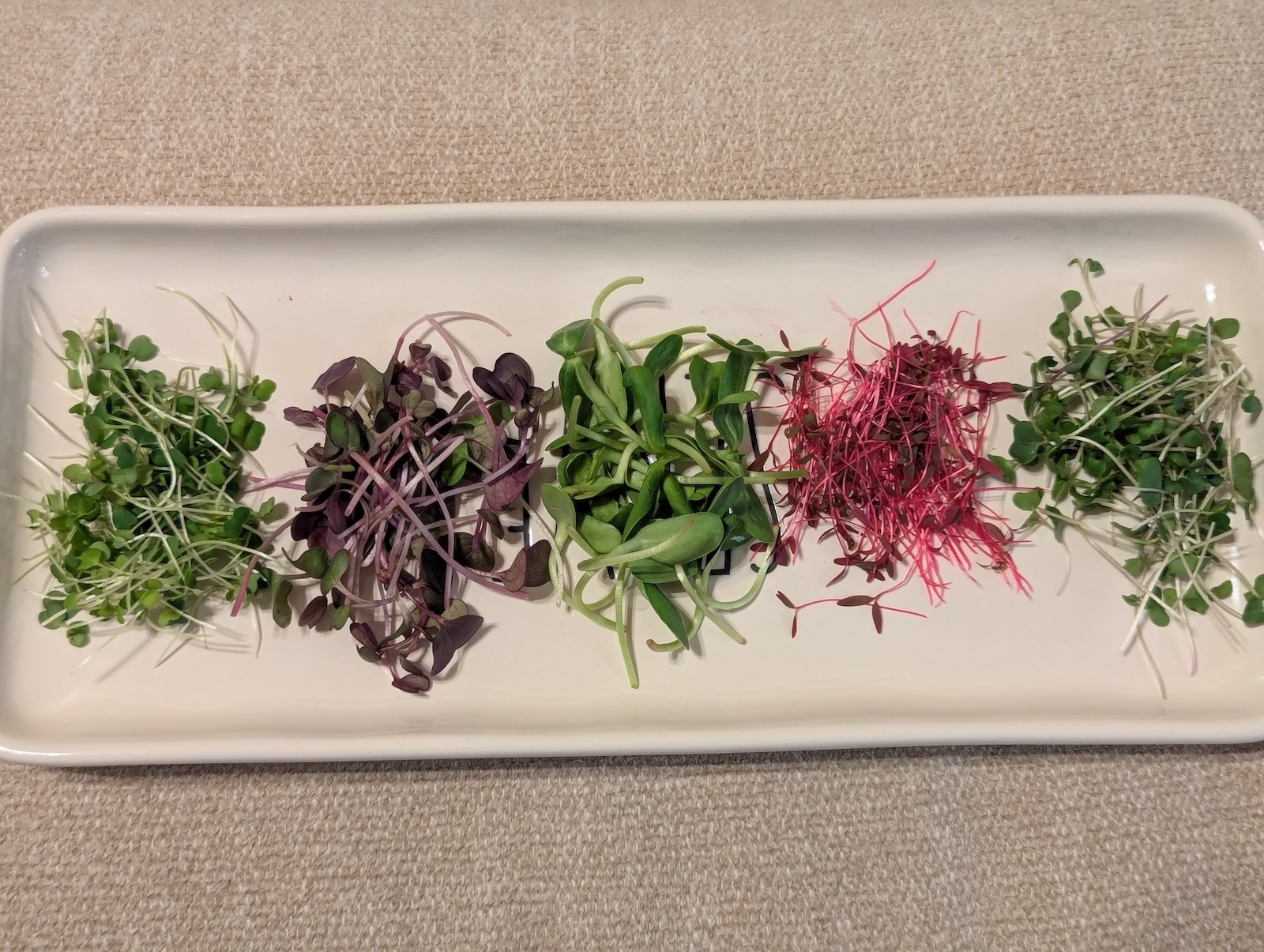 microgreens harvest