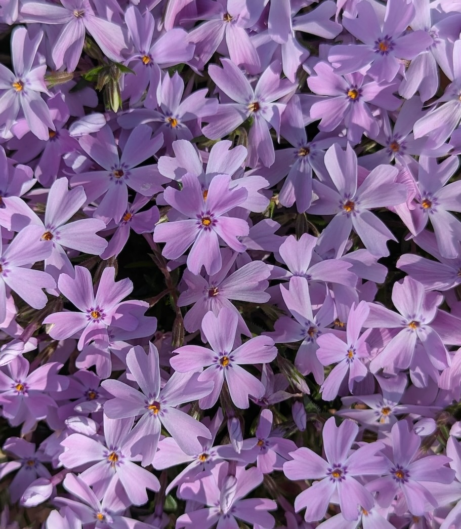 phlox