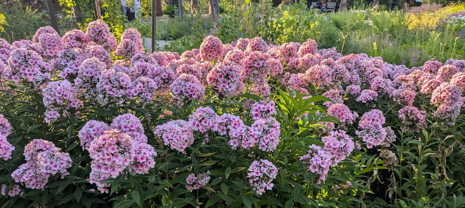 phlox paniculata
