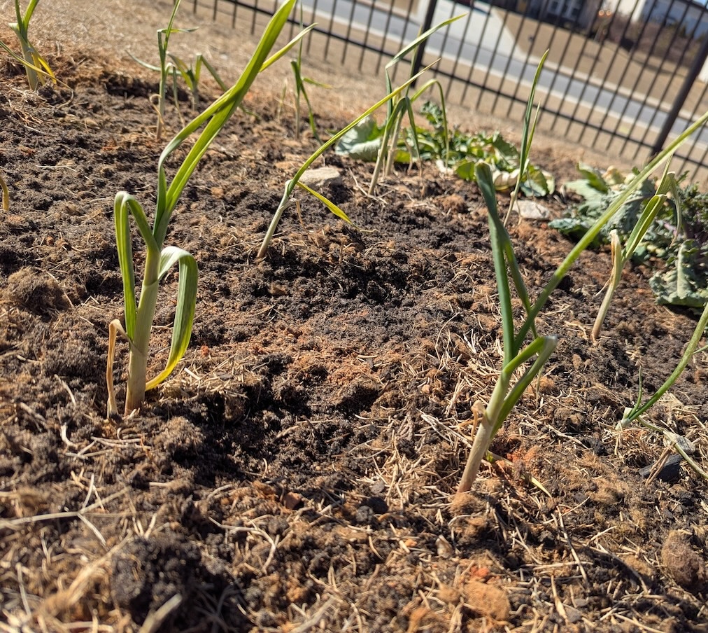 veggie bed